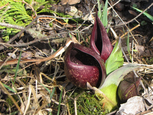 skunk cabbage