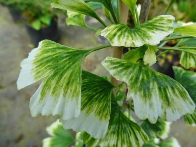 Ginkgo biloba "Snow Cloud"