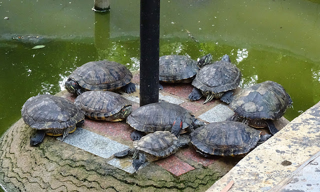 Turtles in Bannerghatta National Park, Bangalore