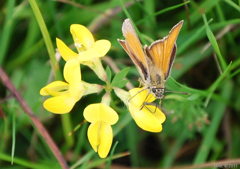 2011-07-22 Croxley Common Moor 001