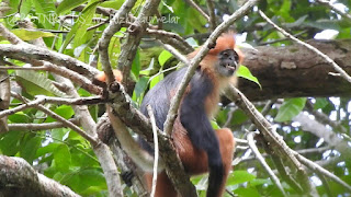 Selamatkan Lutung Sentarum, Balai Besar TaNa Bentarum Gandeng IPB University