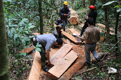 Nhiều cây gỗ lớn ở rừng Lâm Viên (TP Đà Lạt, Lâm Đồng) bị hạ gục