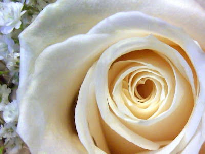 White Rose