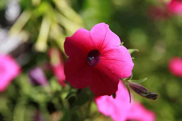 Petunia integrifolia