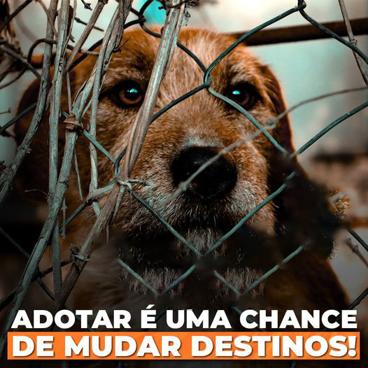 Adote um animal, mude a vida dele e veja que ele também mudará a sua para melhor