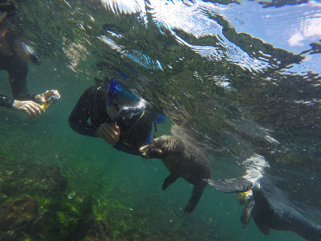 Snorkel en Punta Espinosa, Isla Fernandina, Islas Galápgos