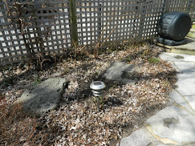 Leslieville Back Yard Spring Cleanup Before by Paul Jung--a Toronto Organic Gardener