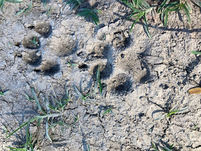 Two dog paw prints dried in mud