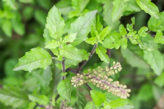Tulsi