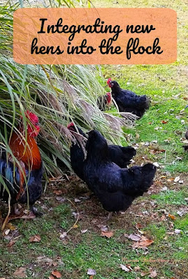 adding hens to flock