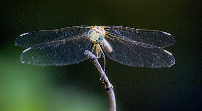 Ташкент. Смешная стрекоза. Tashkent. Funny dragonfly.