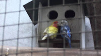 Hybrid Bird Cages