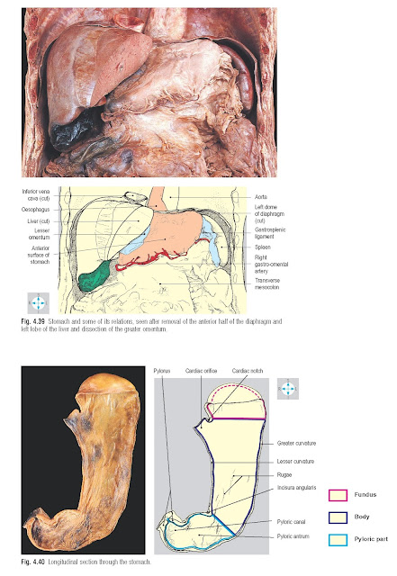 Longitudinal section through the stomach.