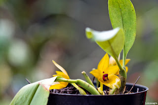 Bulbophyllum crista-galli