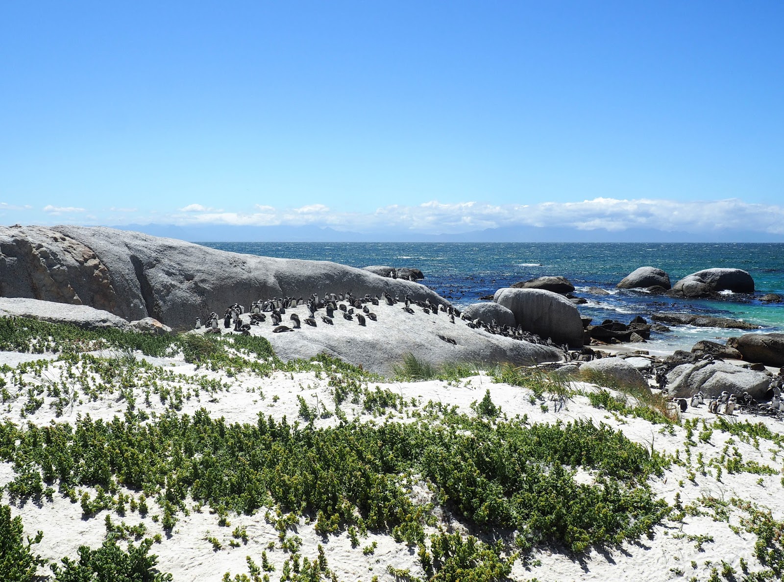 pingviini penguin kapkaupunki cape town etelä-afrikka south africa simon's town