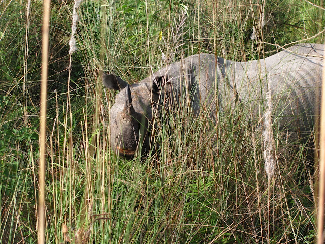 Indian One horned Rhino at Jaldapara - Close up shot