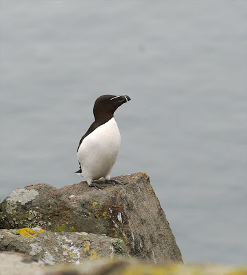 razorbill (Alca torda)