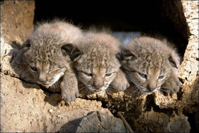 iberian-lynx