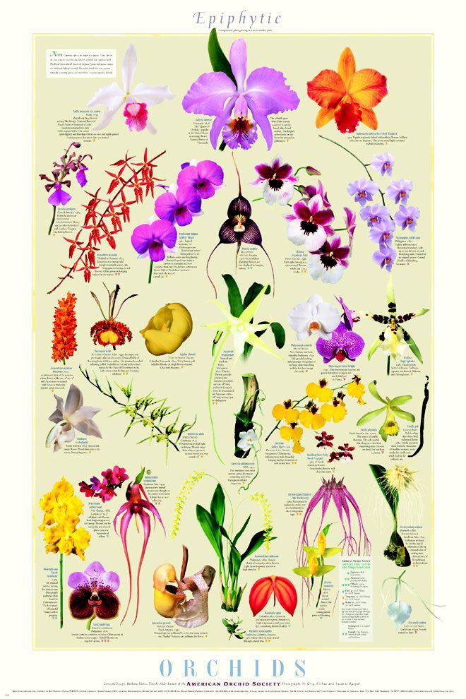 ORCHID POSTERS