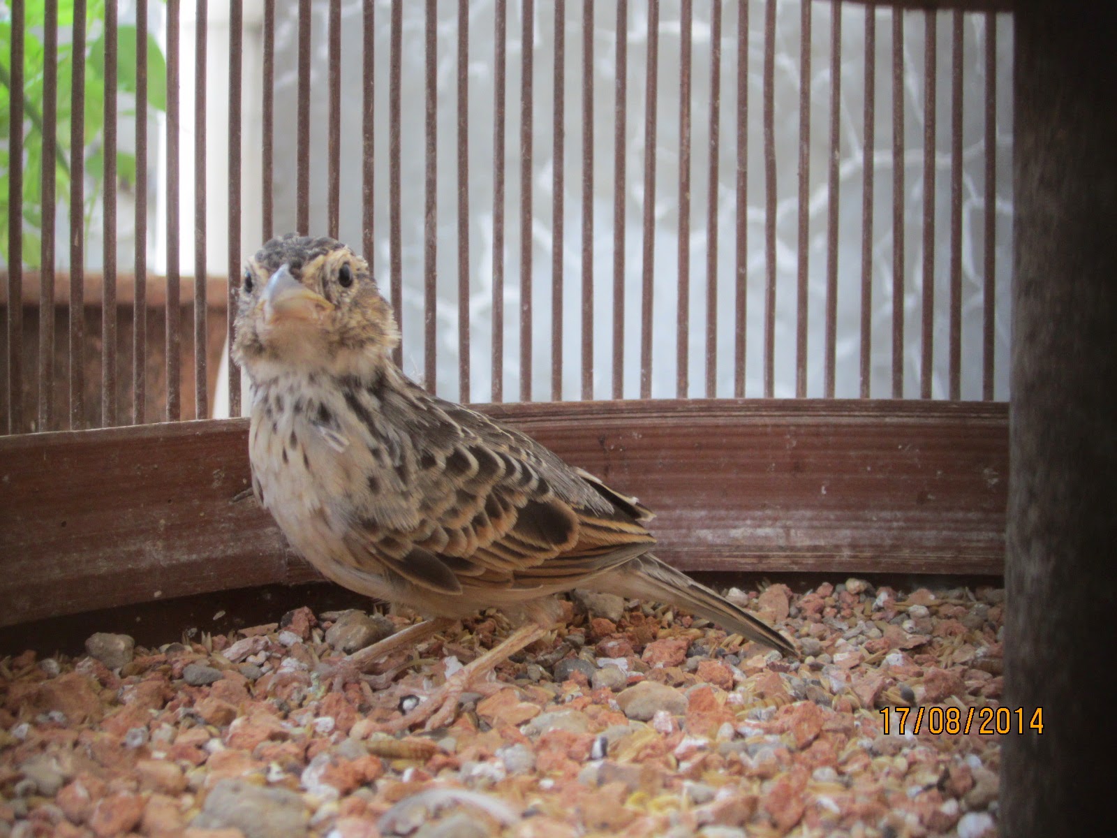 Budidaya Burung: DIJUAL BRANJANGAN + KANDANG TINGGI 