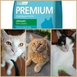 Campaña de Callejeritos Gonnet para comprar alimento balanceado y cuidar la salud de felinos rescatados