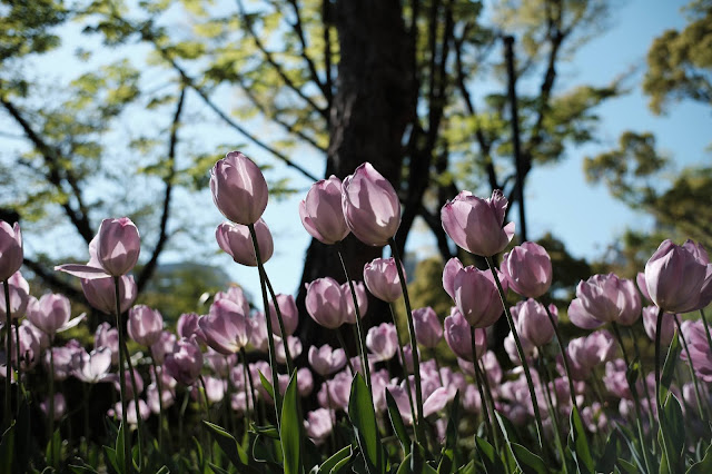 横浜公園　チューリップ