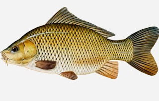 Ikan mas merupakan salah satu jenis ikan yang banyak dikonsumsi masyarakat  Ikan Mas Jantan dan Betina Dalam Budidaya Pembenihan