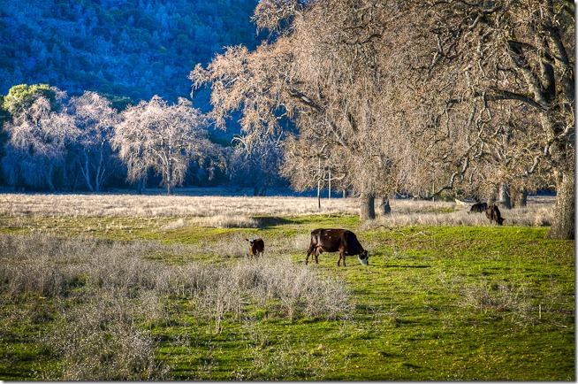 Happy Cows-3