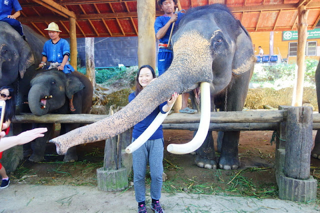 chiang mai elephant show,maesa elephant camp,mae sa elephant camp, tour agency in chiang mai