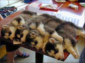 Cute dogs - part 6 (50 pics), husky puppies stacking