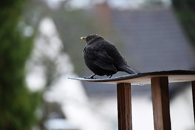 amsel, weilburger tageblatt lesergalerie