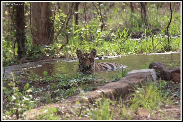 cuteness overload....Tiger Cub at Zhari
