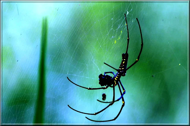 Golden Orb Web Spider