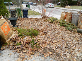 Bloor West Village Toronto Front Yard Spring Cleanup Before by Paul Jung Gardening Services--a Toronto Organic Gardening Company
