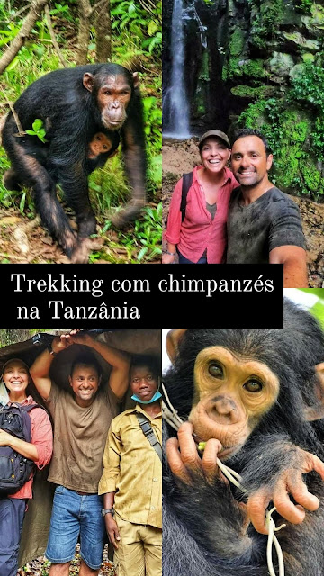 Trekking com chimpanzés na Tanzânia