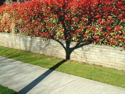 Amazing Shadow Tree Illusion