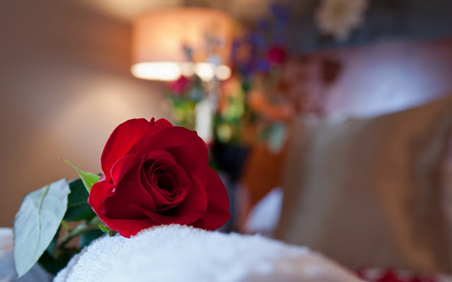 Hermosa Flor Roja - Imagenes de Flores en HD