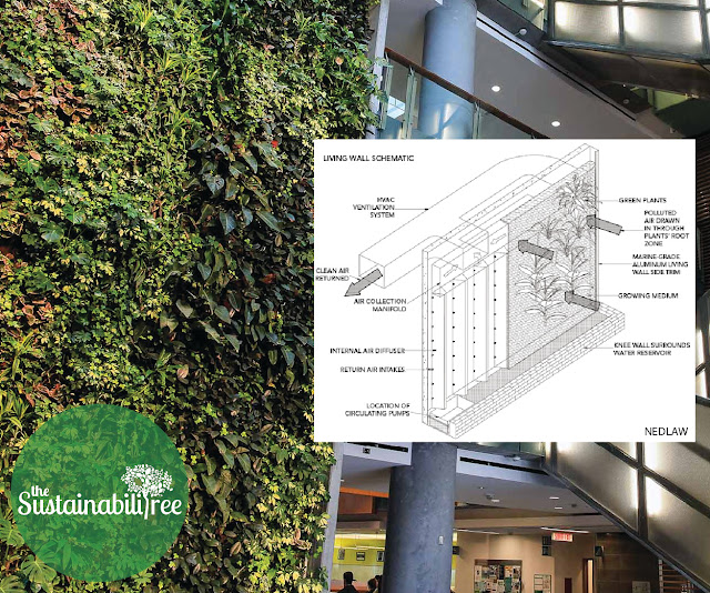 uOttawa's living wall with a super imposed image of Nedlaw's technology describing how it functions