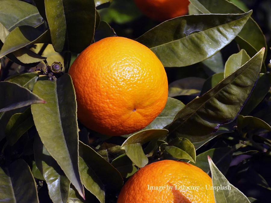 Eating habits, how they can weaken your immune system. Picture of oranges on a tree.