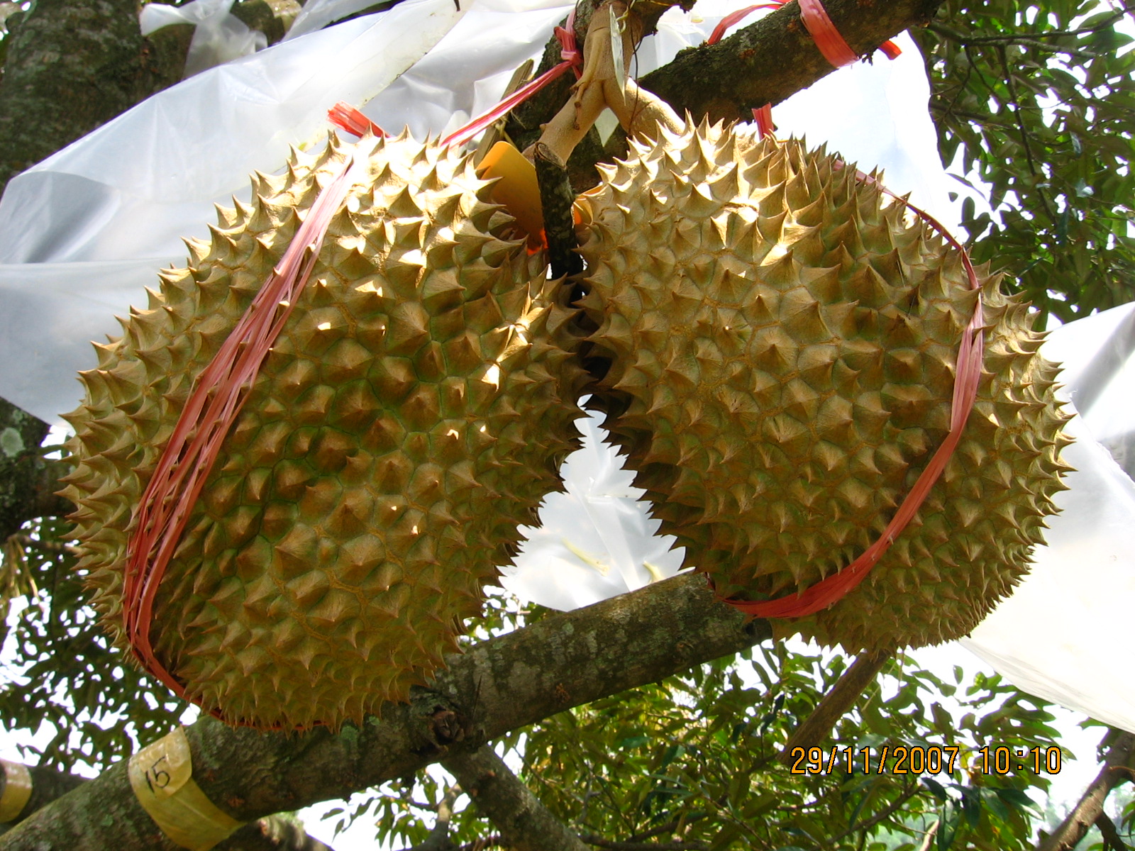 Durian Montong GambarBinatang Com