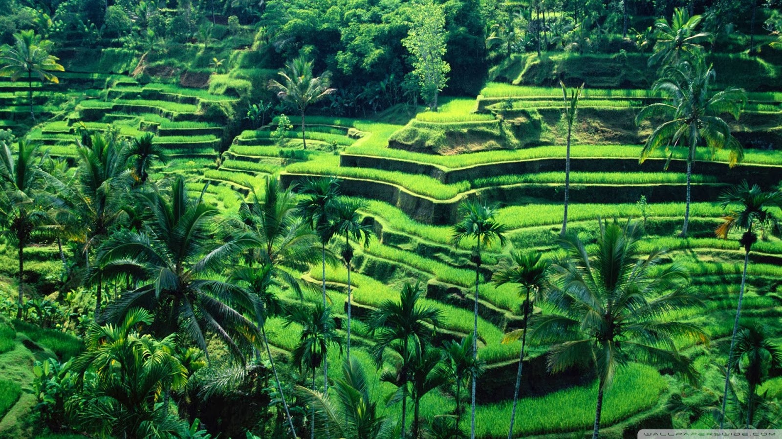 Potensi Sektor Pertanian di Indonesia  Menebar Manfaat 