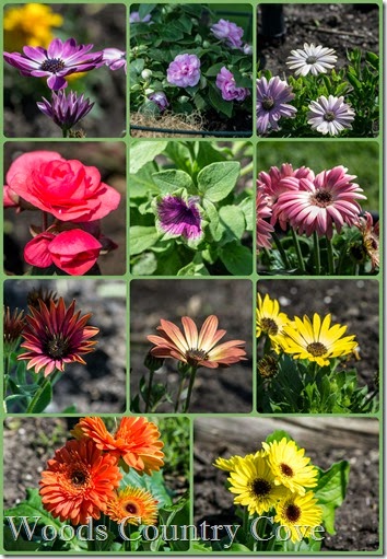 Flowers 2014PicMonkey Collage