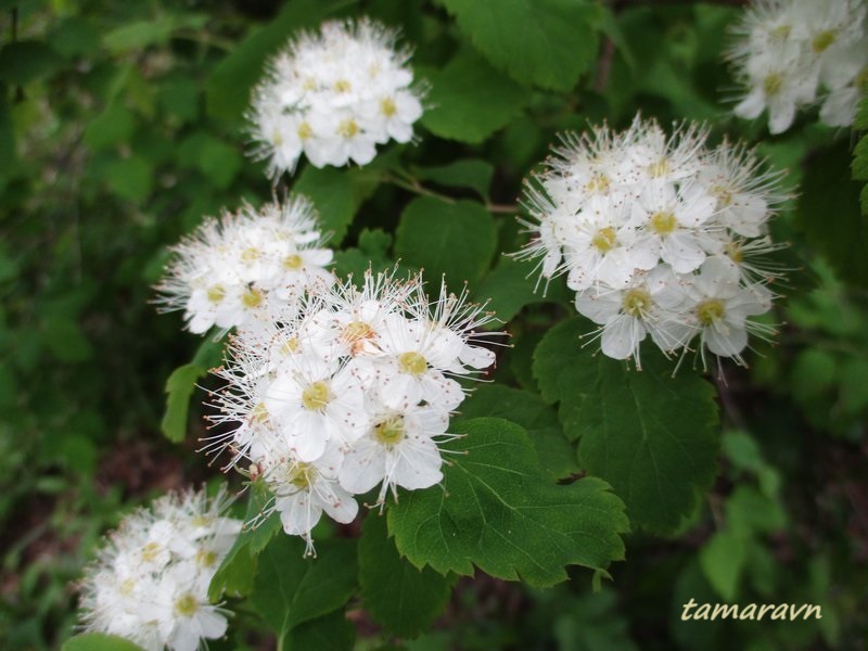 Спирея уссурийская / Таволга уссурийская (Spiraea ussuriensis)