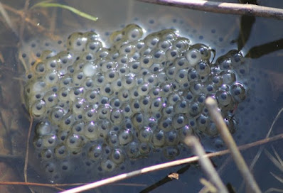 Telur katak