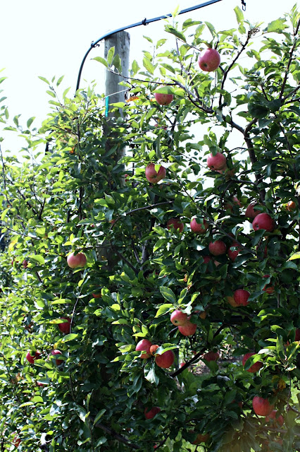 Apple Tree