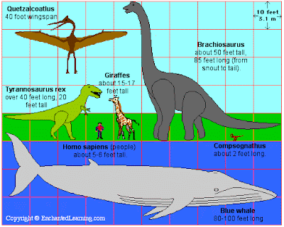 blue whale cartoon. lue whale size.