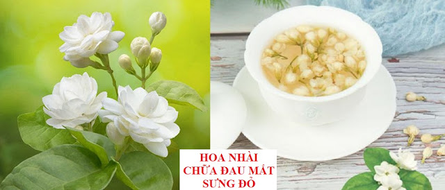 PHÒNG CHỮA BỆNH NHỜ RAU CỦ QUẢ QUANH TA - HOA NHÀI CHỮA ĐAU MẮT SƯNG ĐỎ