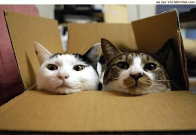 Cool Cats Hiding Seen On www.coolpicturegallery.us