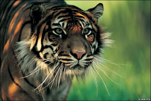  Gambar  Harimau  Jawa Gambar  Keren  dan Unik Wallpaper 