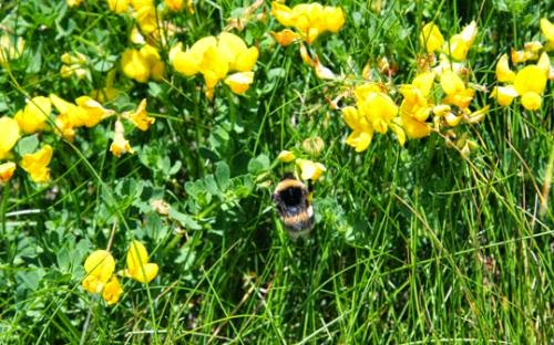 Wildflowers From Orkney Orchid And Bird Foot Trefoil